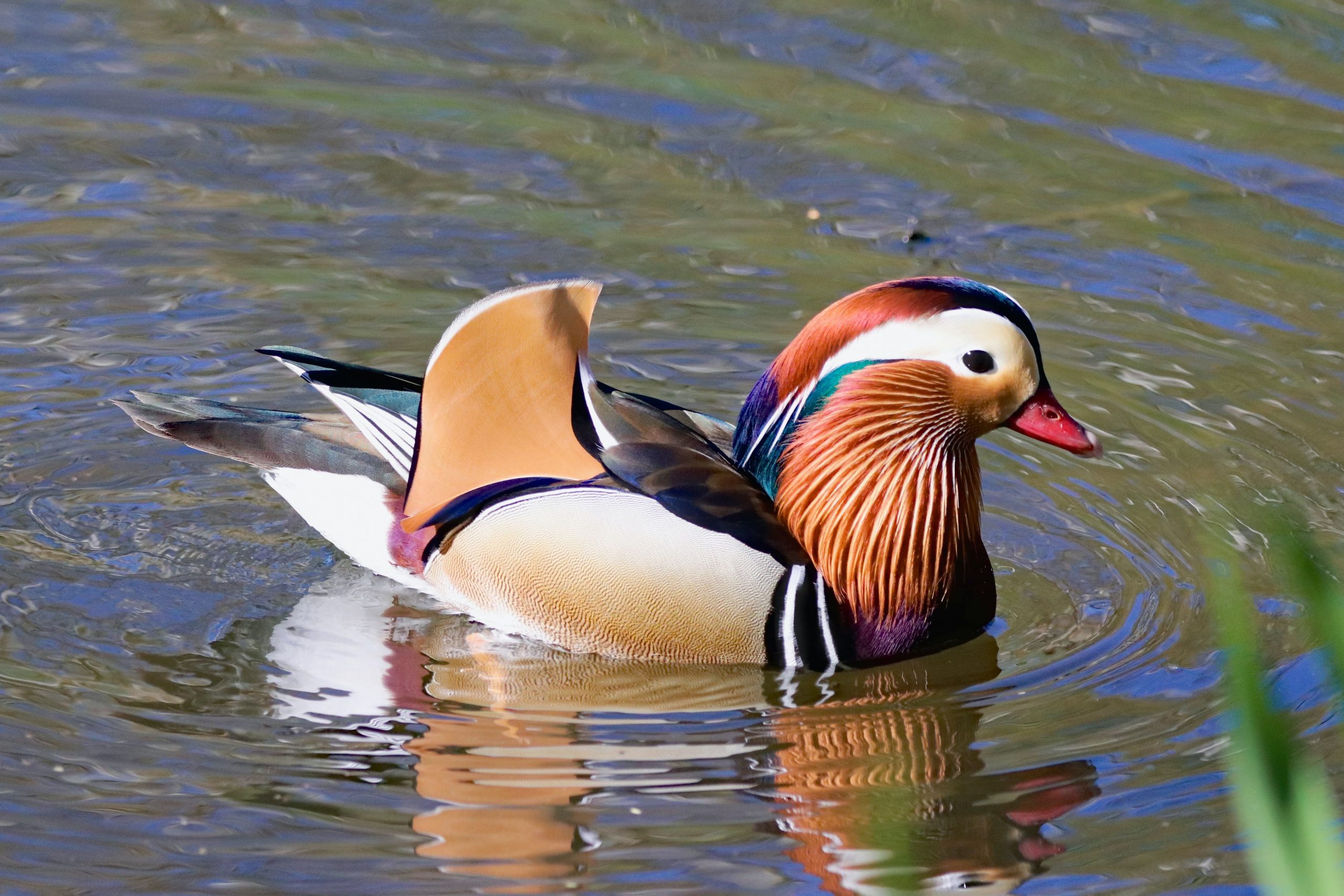 Read Anand Mahindra’s tweet about  rarest bird found in India
