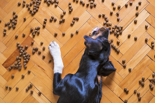 FDA issues warning to pet food company after 130 pet poisoning links