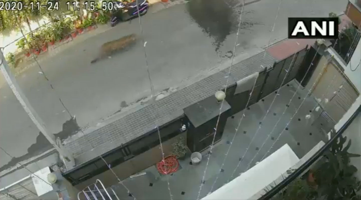 Watch | Leopard spotted in Ghaziabad residential area